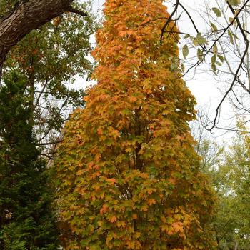 Acer saccharum 'Apollo®'