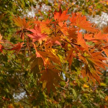 Acer shirasawanum 'Palmatifolium' 