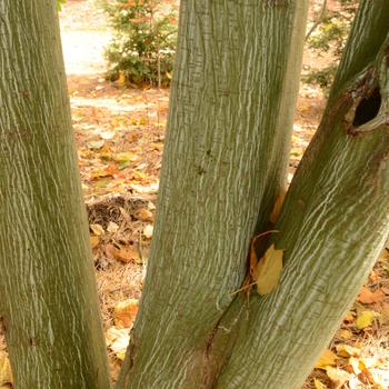 Acer pennsylvanicum