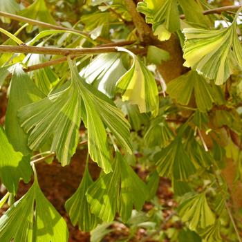 Ginkgo biloba 'Variegata'