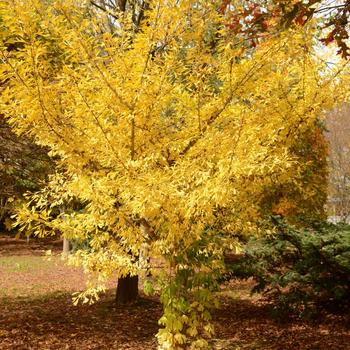 Ginkgo biloba 'Tubiformis' 