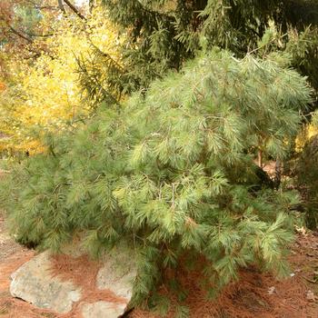 Pinus strobus 'Stony Brook' 