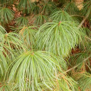 Pinus koraiensis 'Jack Korbit' 