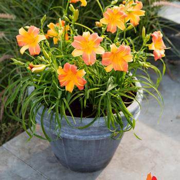 Hemerocallis EveryDaylily® 'Punch Yellow'