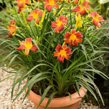 Hemerocallis EveryDaylily® 'Red Rib'