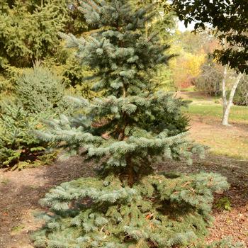 Picea pungens 'Blue Mist' 