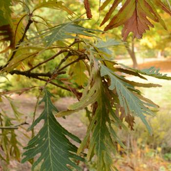 Quercus dentata 'Pinnatifida'