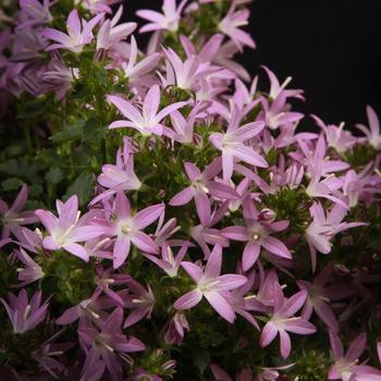 Campanula poscharskyana 'Psdl11101' 