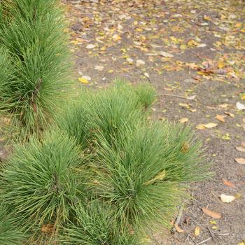 Pinus resinosa 'Morel' (166272)