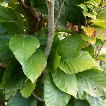 Fagus orientalis 'Iskander' 