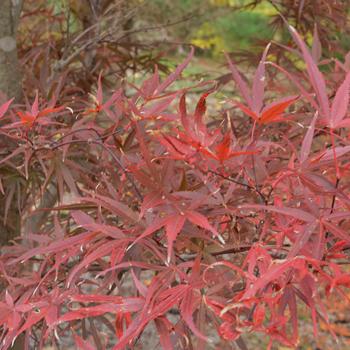 Acer palmatum 'Beni Otaki' 