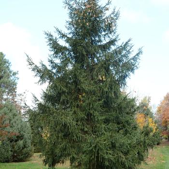 Picea orientalis 'Aureospicata' 