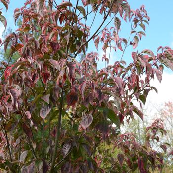 Cornus 'Celestial Shadow'