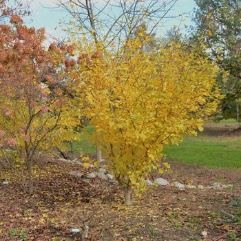 Ginkgo biloba 'Green Pagoda' 