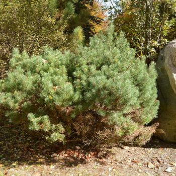 Pinus sylvestris 'Beauvonensis' 