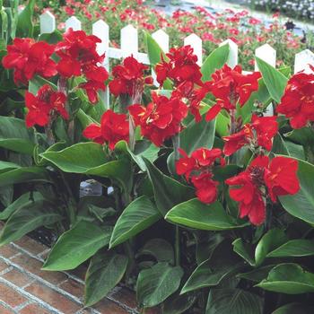 Canna x generalis 'Tropical Red'