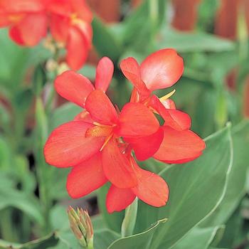 Canna x generalis 'Tropical Salmon' 