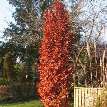 Quercus xreifii var. warei 'Chimney Fire' 