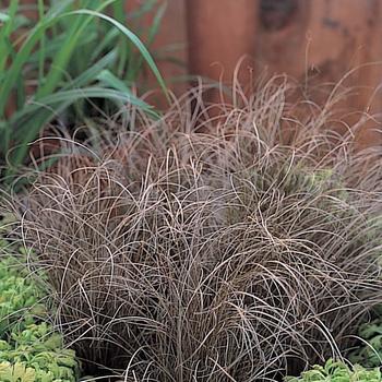 Carex comans 'Bronze Curls™' 
