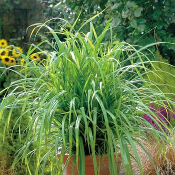 Carex pendula 'Fresh Look™'