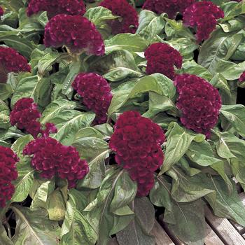 Celosia cristata