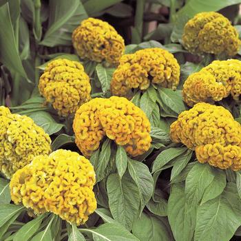 Celosia cristata Armor™ Yellow