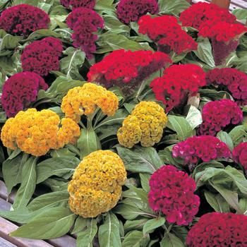 Celosia cristata Armor™ Series