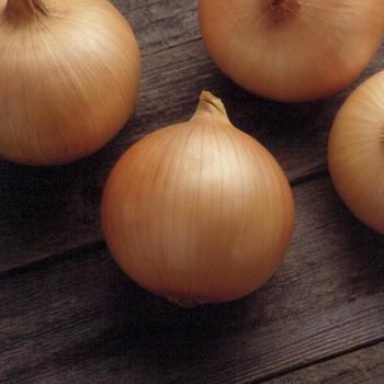 Allium cepa 'Candy' 