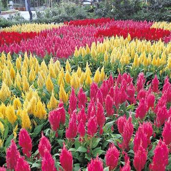 Celosia argentea 'Castle series' 