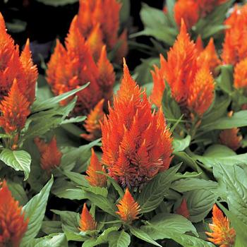 Celosia argentea 'Castle Orange' 