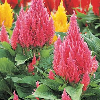 Celosia argentea 'Castle Pink' 