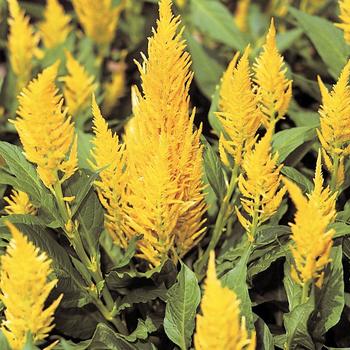 Celosia argentea 'Castle Yellow'