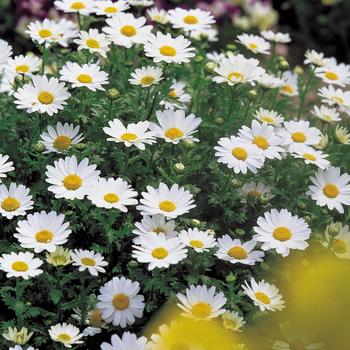 Chrysanthemum paludosum 'Snowland' 