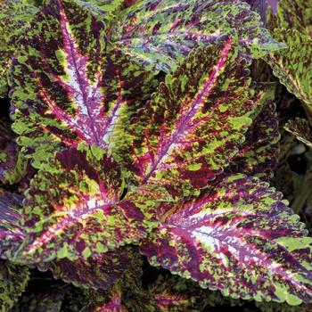 Coleus Giant Exhibition™ 'Marble'