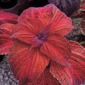 Coleus 'Magma' 