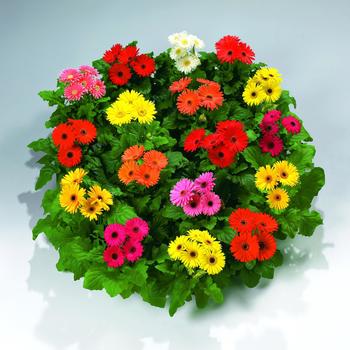 Gerbera Jamesonii 'Royal™ Premium Mix'