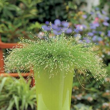 Scirpus cernuus 'Fiber Optic Grass' 