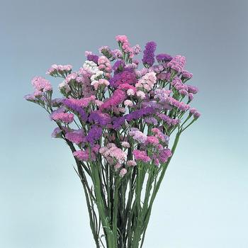 Limonium sinuatum 'Pastel Shades'