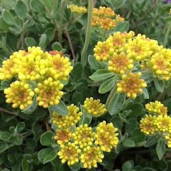 Eriogonum umbellatum