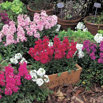 Matthiola Incana Harmony™ Mix