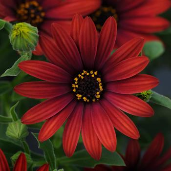 Osteospermum 