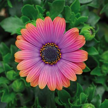 Osteospermum 