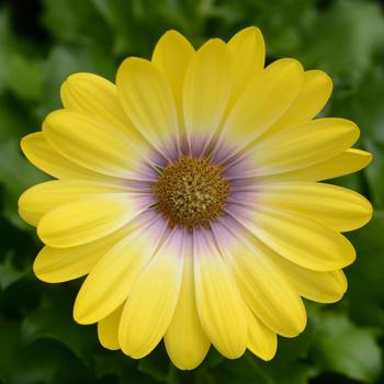 Osteospermum 'Yellow Magic' 