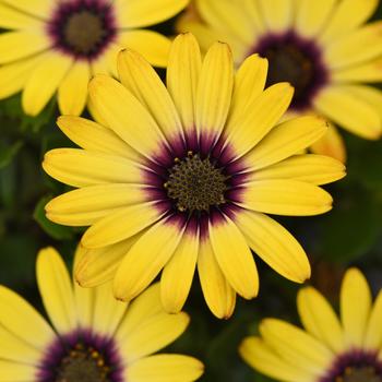 Osteospermum 'Morning Sun' 