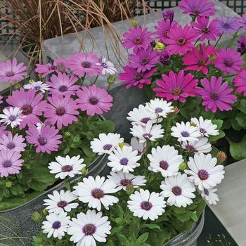 Osteospermum 'Passion Mix' 