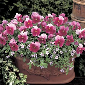 Viola x wittrockiana Nature™ 'Frosty Rose'