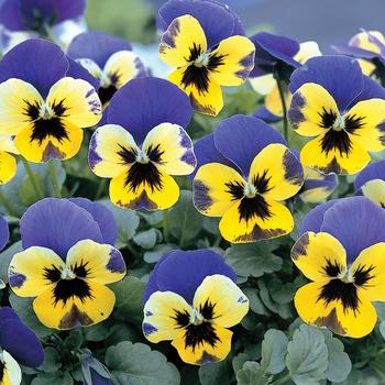 Viola x wittrockiana 'Blue and Yellow' 