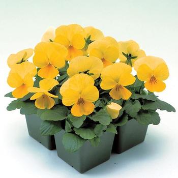Viola x wittrockiana 'Lemon Yellow' 