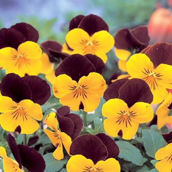 Viola x wittrockiana 'Red and Yellow' 