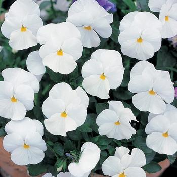 Viola x wittrockiana 'White' 